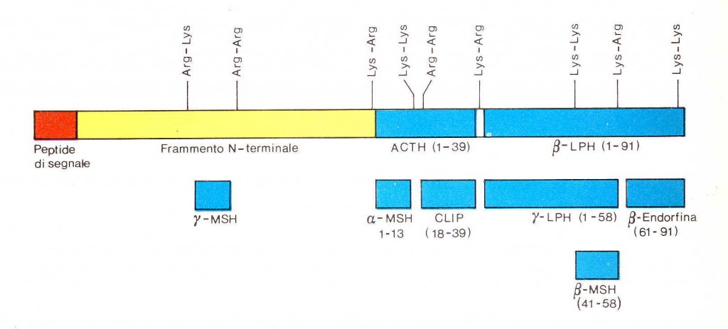 Sequenza della POMC e dei peptidi da essa derivati. (estratto da: Scapagnini, Canonico, Ferrara, Psiconeuroendocrinologia, Liviana 1982